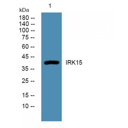 IRK15 Polyclonal Antibody