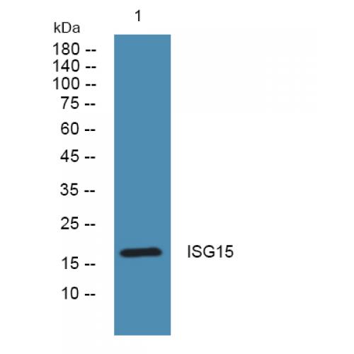 ISG15 Polyclonal Antibody