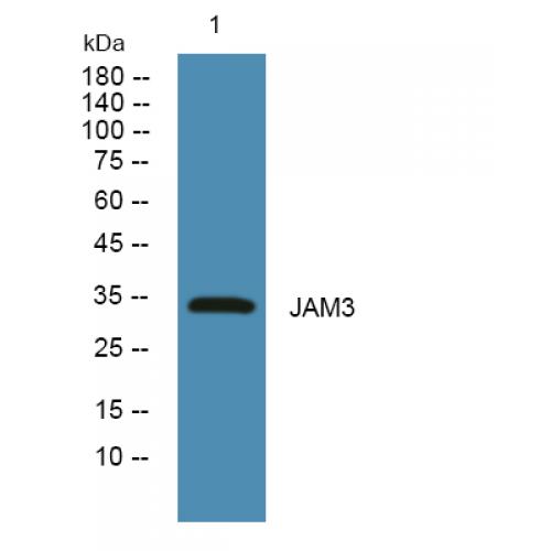 JAM3 Polyclonal Antibody