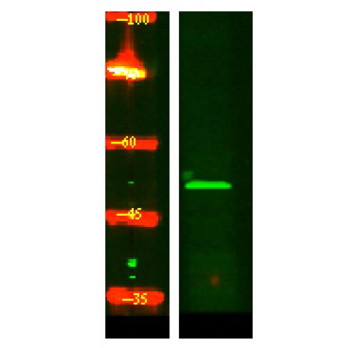 K1H2 Polyclonal Antibody