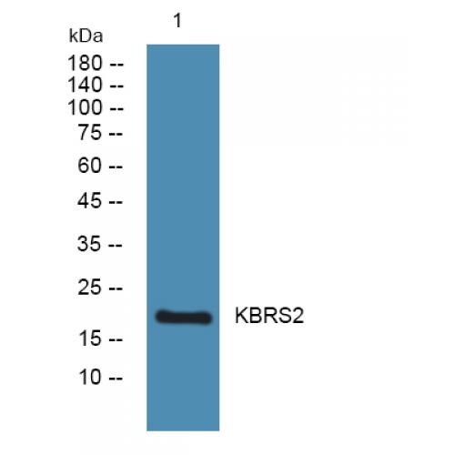 KBRS2 Polyclonal Antibody