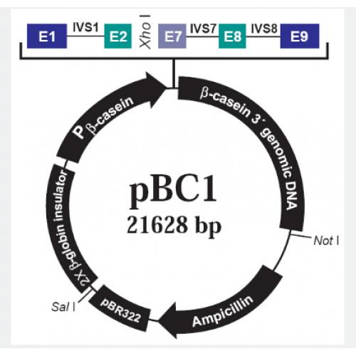 pBC1