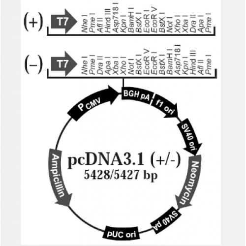 pcDNA3.1+