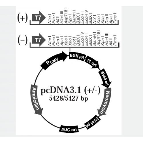 pcDNA3.1-