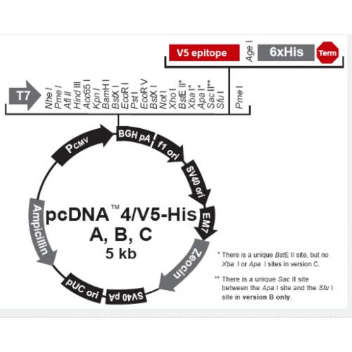 pcDNA4/V5-His A