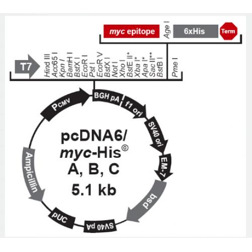 pcDNA6/myc-His B