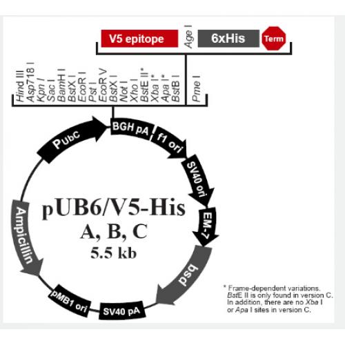 pUB6/V5-His A