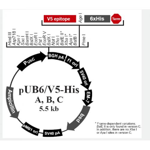 pUB6/V5-His B