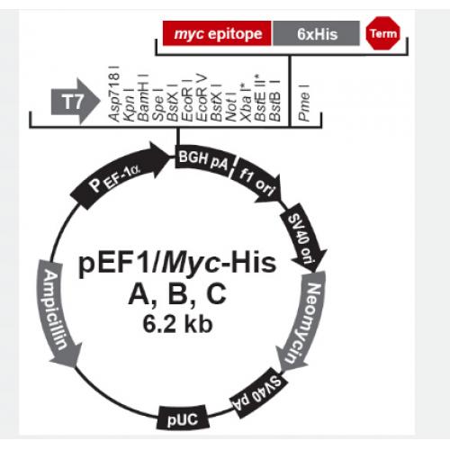 pEF1/myc-His B