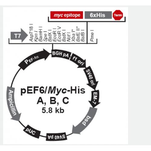 pEF6/myc-His C