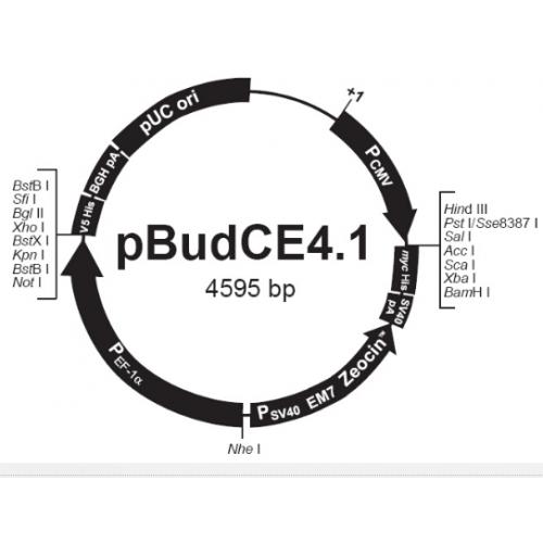 pBudCE4.1