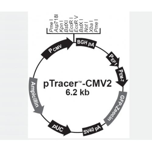 pTracer CMV2