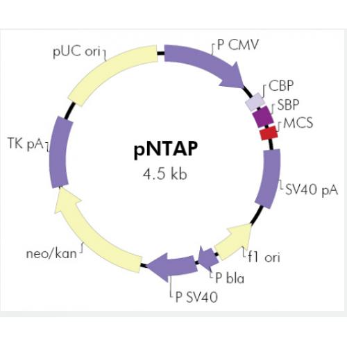 pNTAP-B