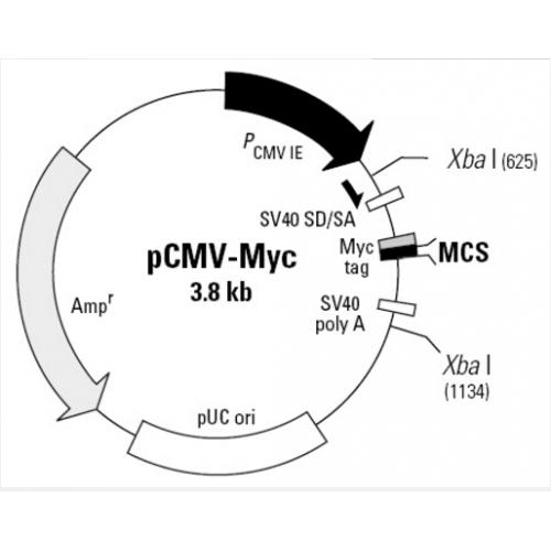 pCMV-myc