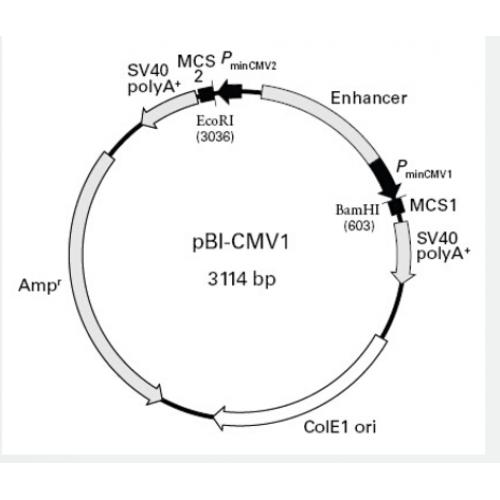 pBI-CMV1