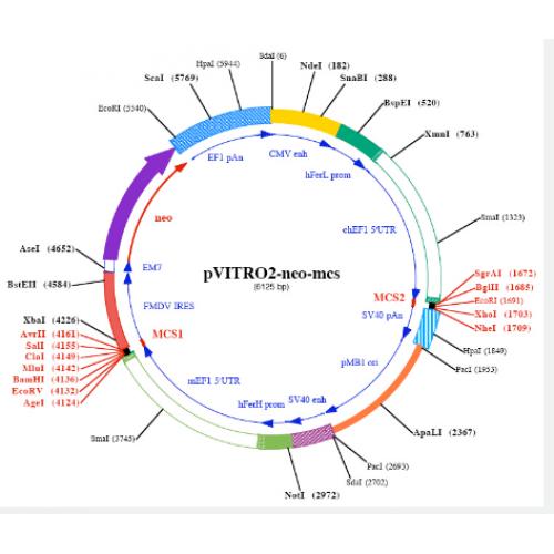 pVitro2-neo-mcs