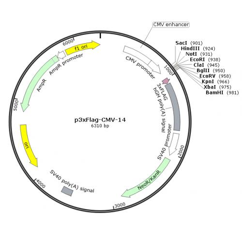 p3xFLAG-CMV-14