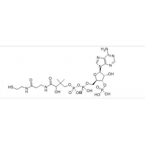 辅酶 A/CoA Coenzyme A85-61-0