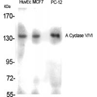 A Cyclase V/VI Rabbit pAb