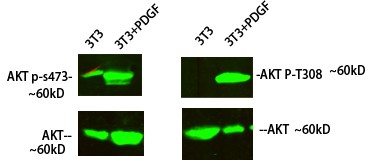 Akt Polyclonal Antibody