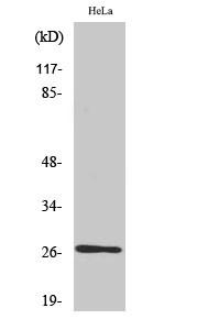 HSP27 Polyclonal Antibody