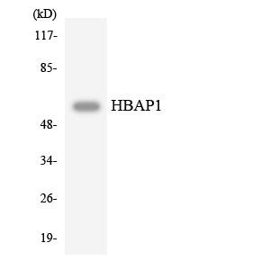 HSPBAP1 Polyclonal Antibody