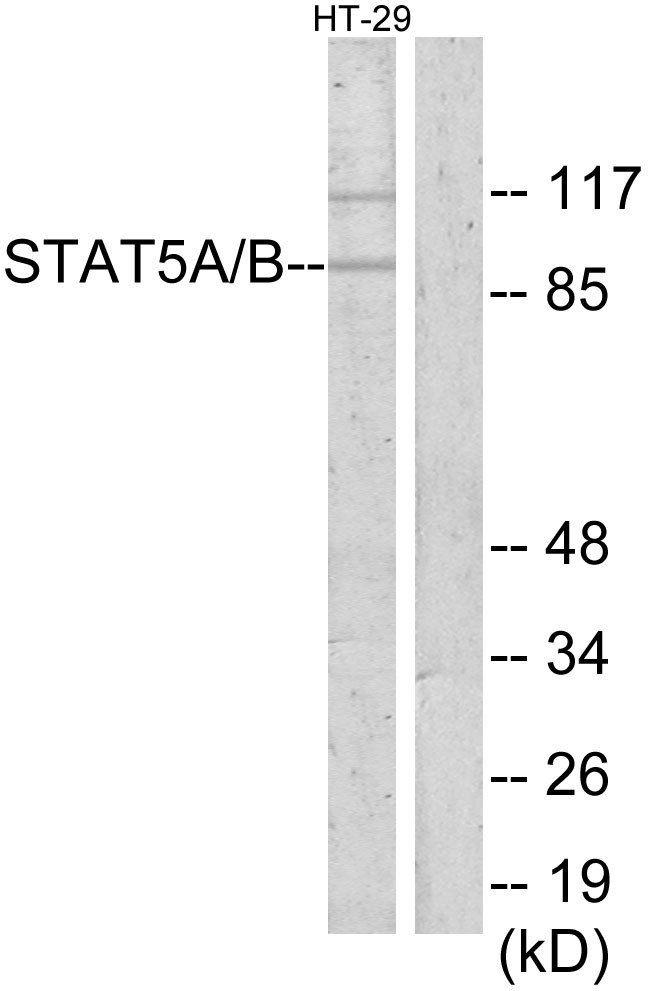 Stat5 Polyclonal Antibody