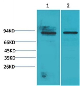 Stat5a Polyclonal Antibody