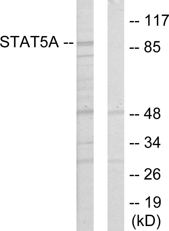 Stat5a Polyclonal Antibody