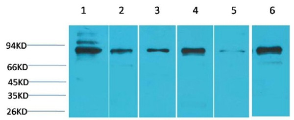 Stat5b Polyclonal Antibody