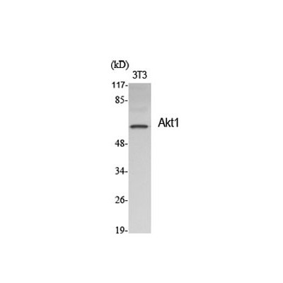 Akt1 Polyclonal Antibody