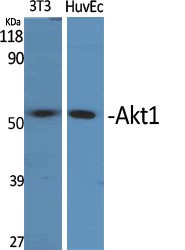 Akt1 Polyclonal Antibody