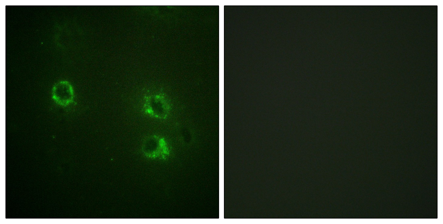 Synapsin I Polyclonal Antibody