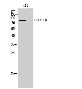 IKKα/β Polyclonal Antibody