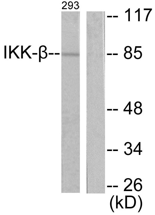 IKKβ Polyclonal Antibody