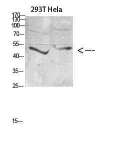 IKKγ Polyclonal Antibody