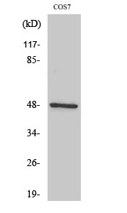 IKKγ Polyclonal Antibody