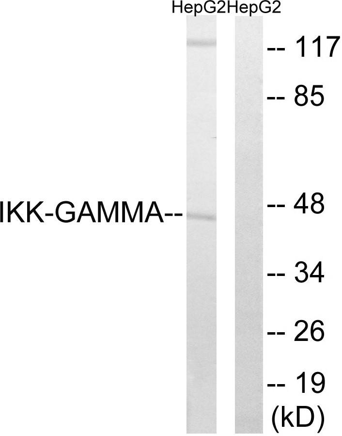 IKKγ Polyclonal Antibody