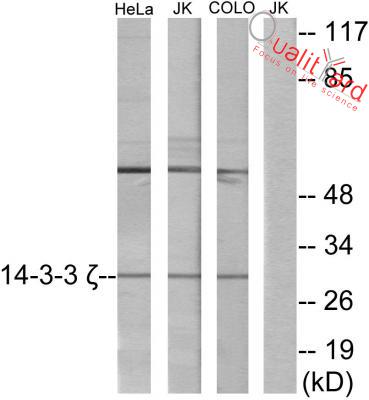 14-3-3 ζ Polyclonal Antibody