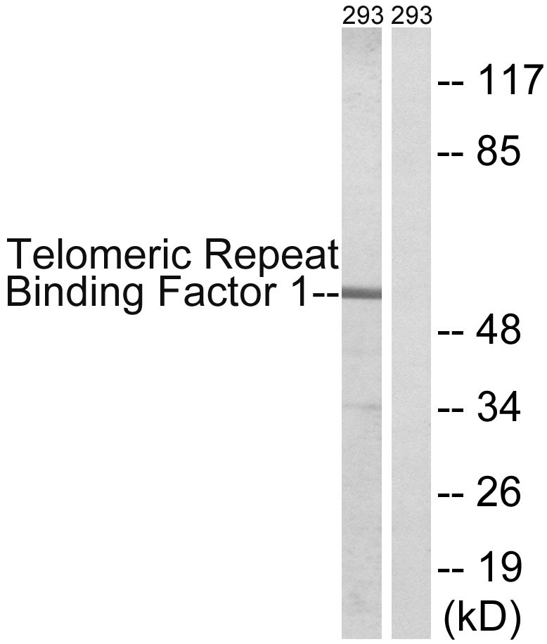 TRF1 Polyclonal Antibody