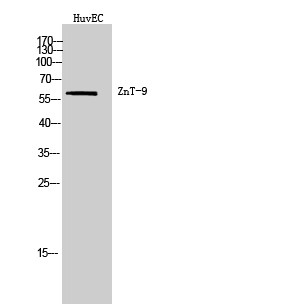 ZnT-9 Polyclonal Antibody