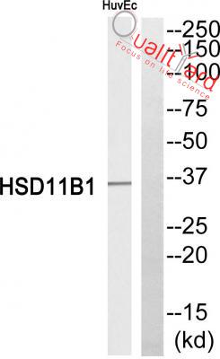 11β-HSD1 Polyclonal Antibody