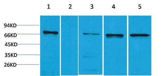 ZBTB45 Polyclonal Antibody