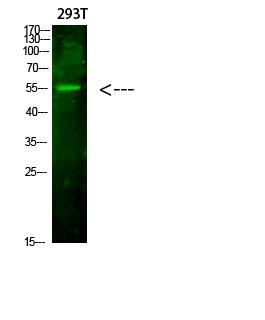 FoxO4 Polyclonal Antibody