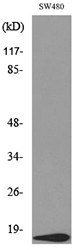 VEGF-A Polyclonal Antibody