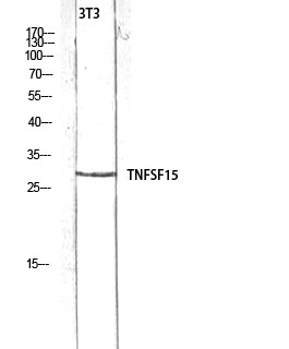 VEGI Polyclonal Antibody