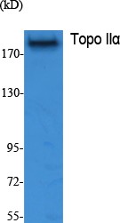 Topo IIα Polyclonal Antibody