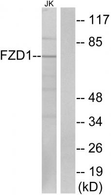 Frizzled-1 Polyclonal Antibody