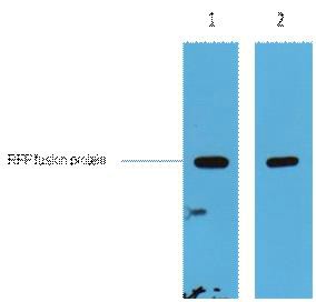 RFP-Tag Polyclonal Antibody