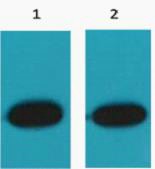 RFP-Tag Polyclonal Antibody